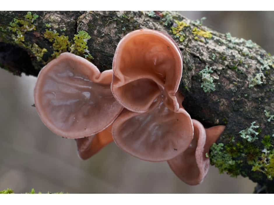 Auricularia - jidášovo ucho